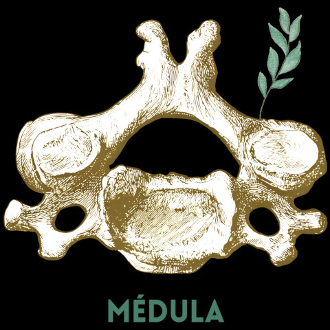 Médula